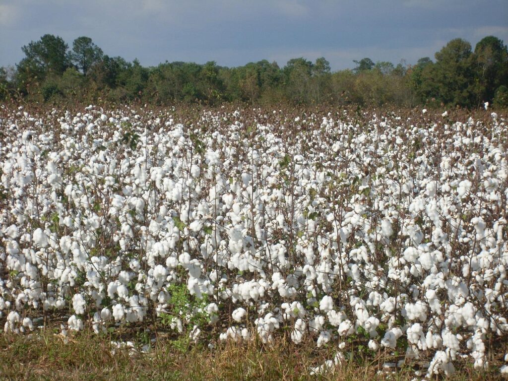 cotton, field, plant-233920.jpg